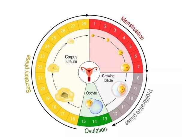 医生谈黄体破裂:2个症状出现,别耽误,马上就医