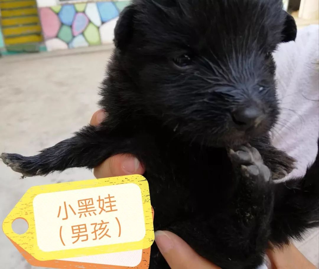 769—— 小黑娃