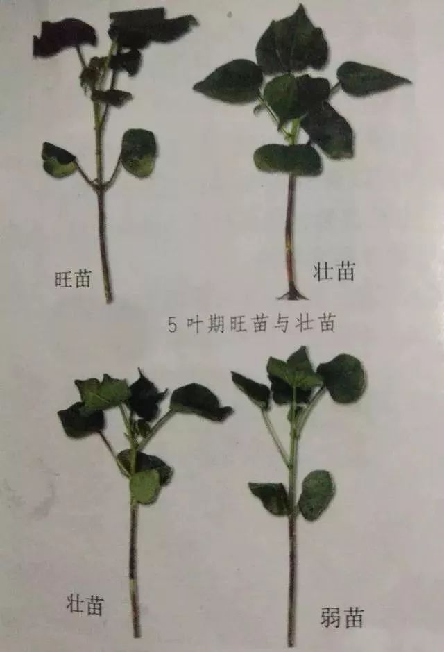 当前棉花苗生长发育诊断及管理技术建议