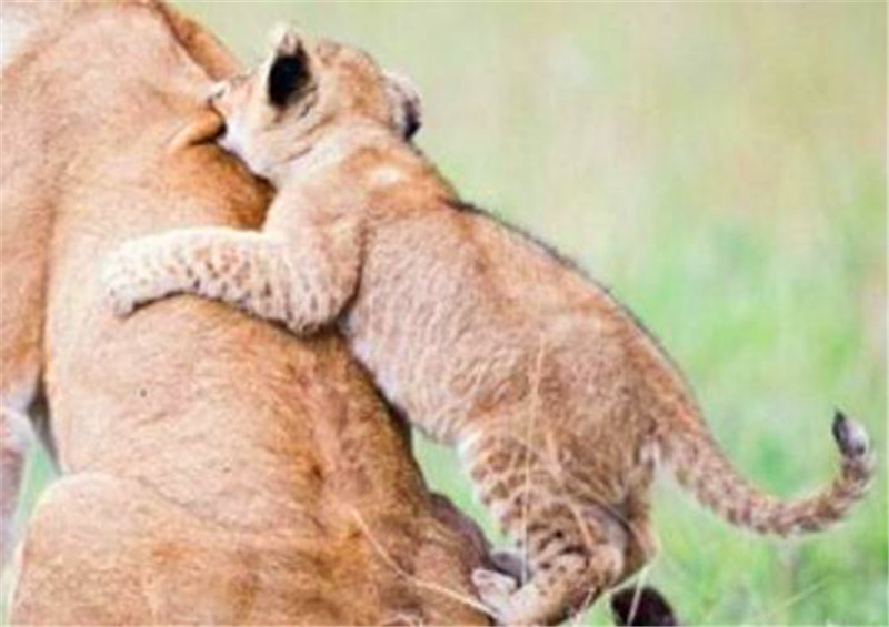 小獅子在媽媽的身上練習攀爬，姿勢略屌，母獅表情也真痛苦！ 未分類 第4張