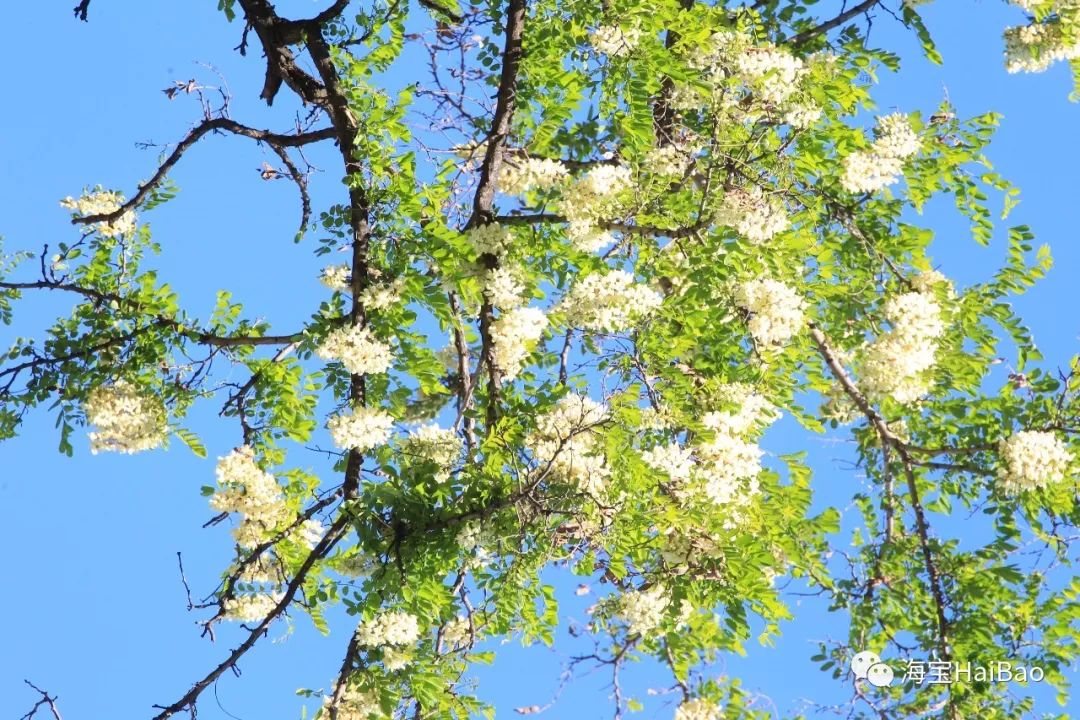 槐花节来啦!好看又好吃,但要小心中毒!_大连人