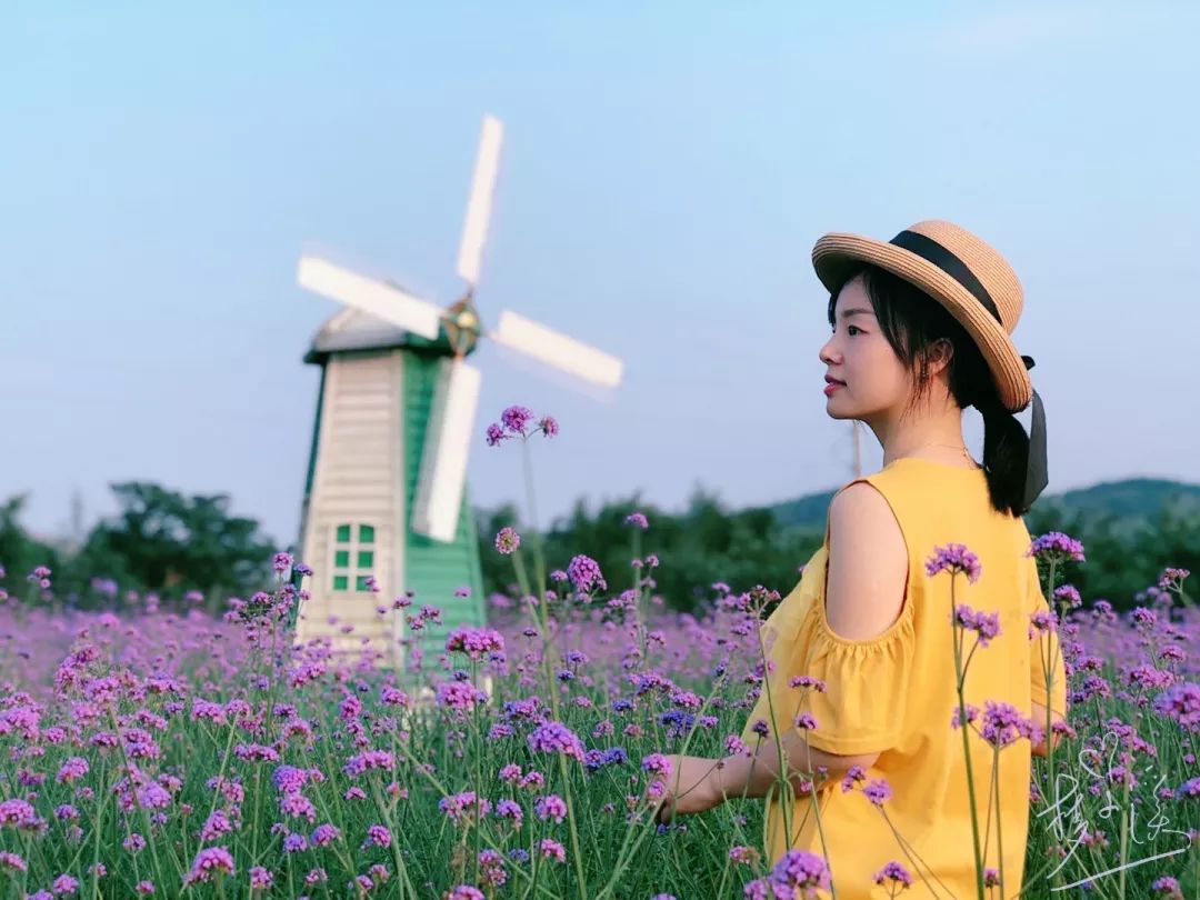 柳州鹿寨查比花海百亩马鞭草绽放,等你来赴一场浪漫的约会!