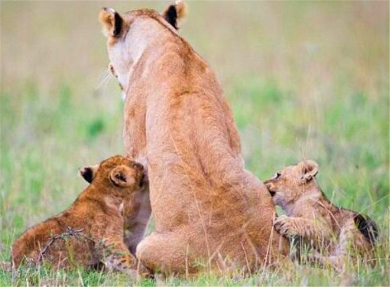 小獅子在媽媽的身上練習攀爬，姿勢略屌，母獅表情也真痛苦！ 未分類 第5張