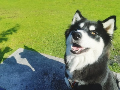 狗狗怎么看是不是细小 406126469cef4f2d9a353692be36d840.jpeg