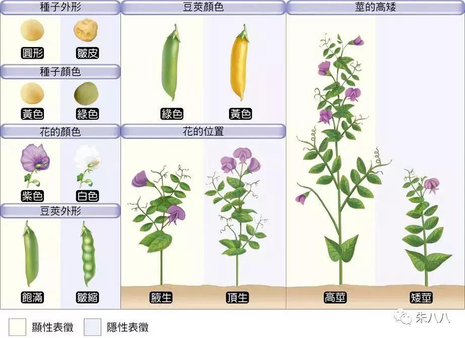 这七种碗豆性状包括:种皮形状,子叶颜色,花色,豆荚形状,豆荚颜色,开花