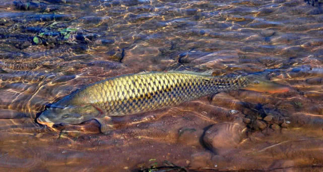 鱼多大可以放生 4a6dd16e3f454f9db691967d05f761a4.jpeg