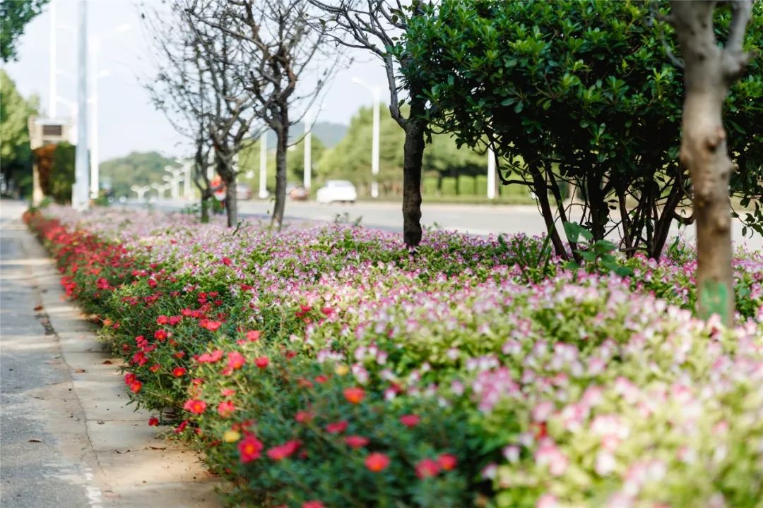 送你一路繁花似锦