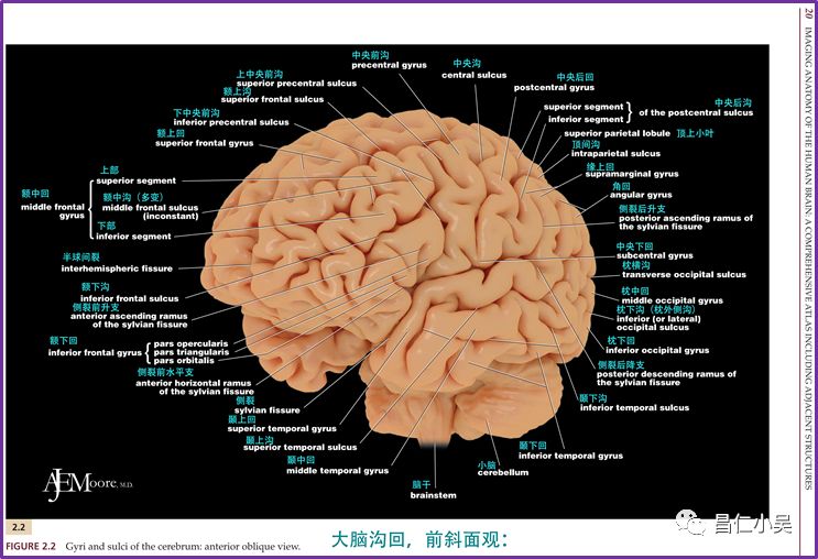 神经解剖学习笔记:脑回,脑沟