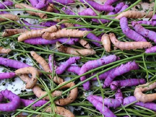 什么是黑水虻 59605db01a5b4f0191e20b3b3b5fb859.jpeg