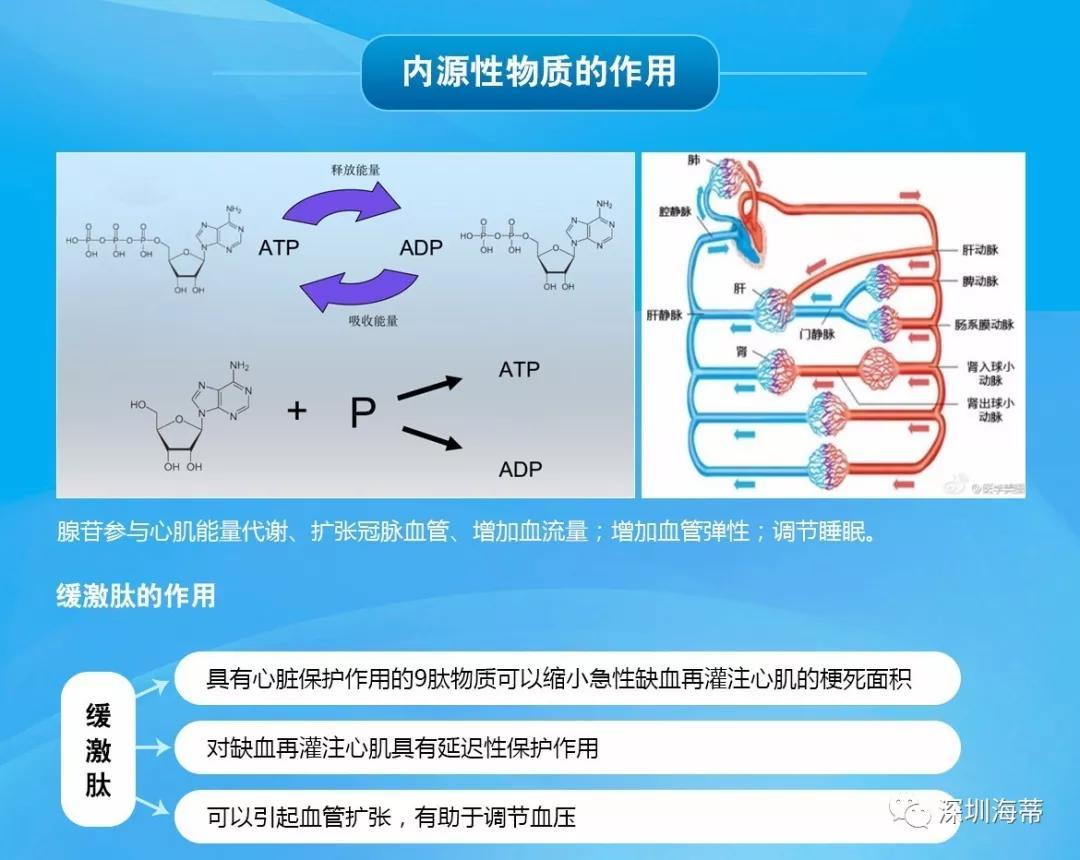 缺血预适应训练仪-心脑血管疾病预防与辅助治疗的新方法