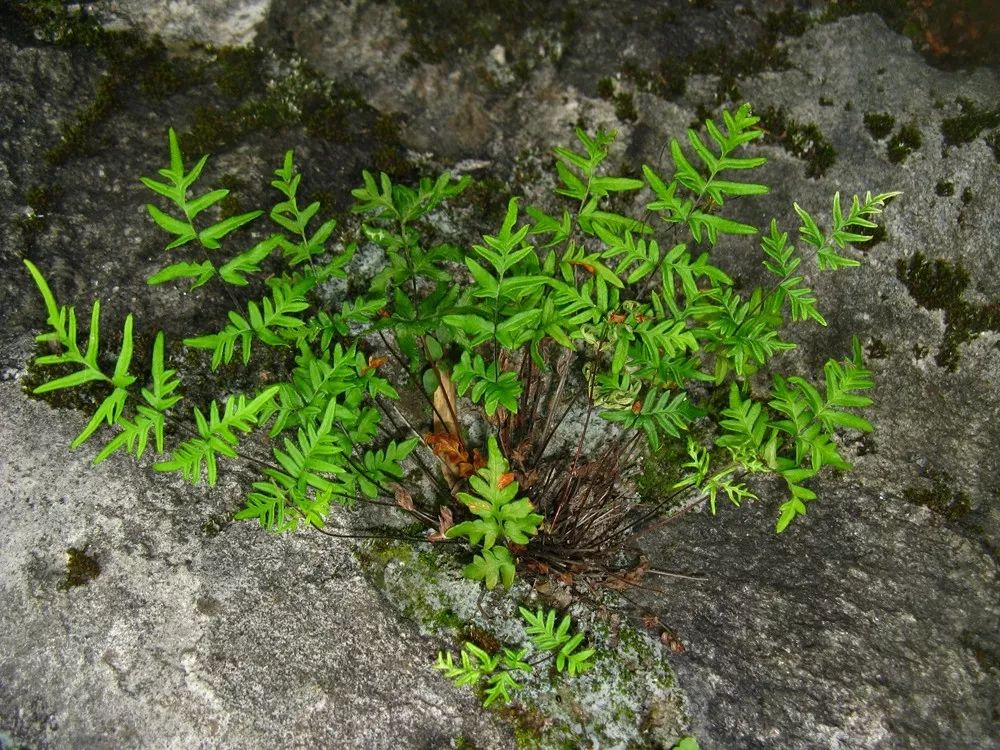 前方高能水蕨是怎样下水的