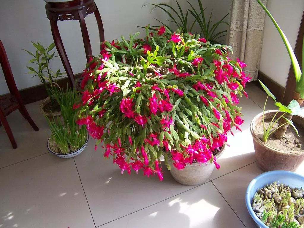 花树落花猜成语_落花图片唯美(2)