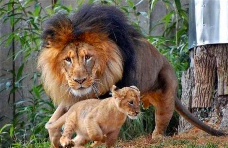 雄狮刚要抬爪教训小狮子,却不料遭到小狮子怒斥,瞬间软了!