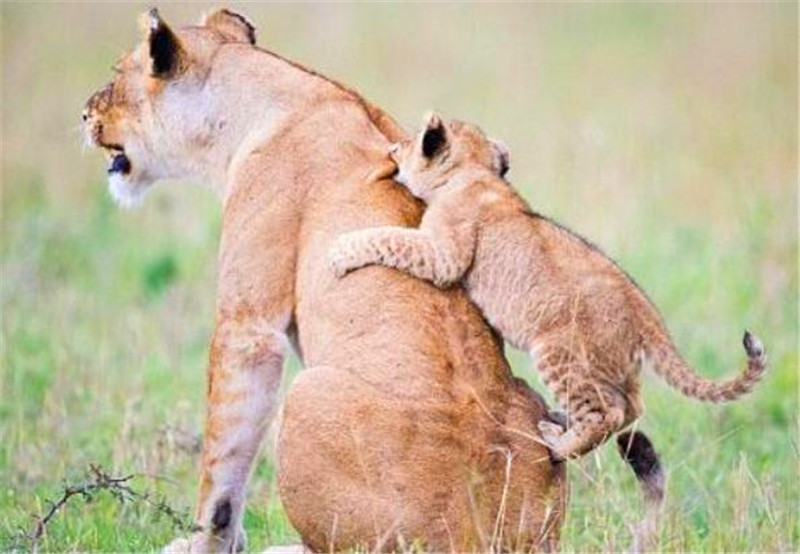 小獅子在媽媽的身上練習攀爬，姿勢略屌，母獅表情也真痛苦！ 未分類 第2張