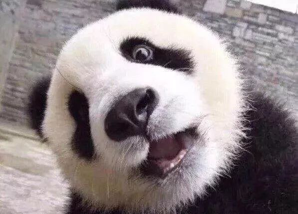 熊猫白色变黑色猜成语_熊猫卡通图片