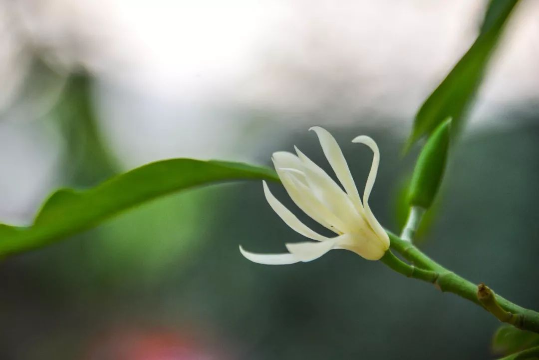 佛山市花"白兰花"开啦! 姿态优雅,满城飘香!