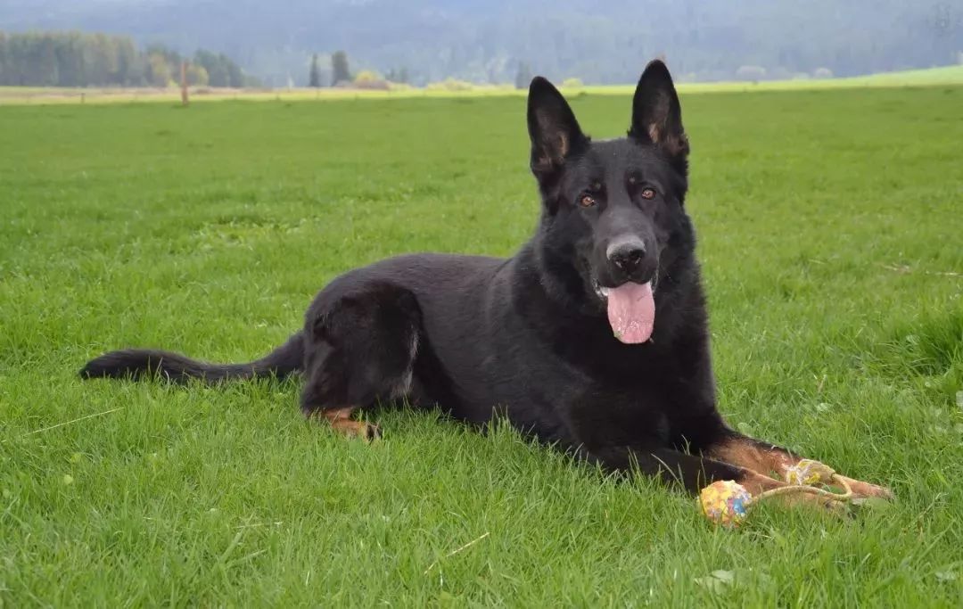 告诉过你不要养东德,你不听现在后悔了吗