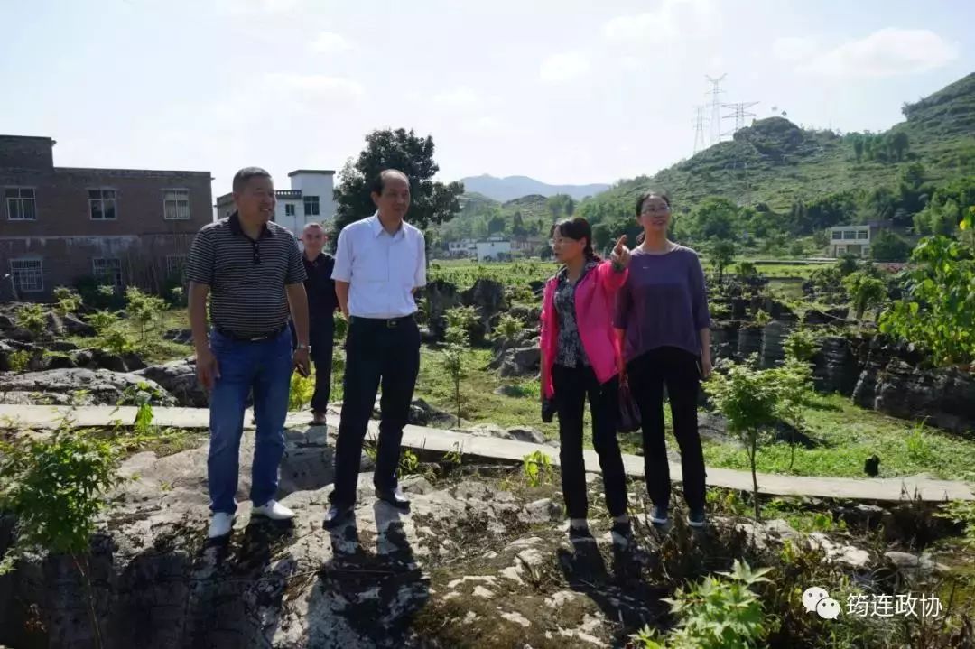 实地查看了武德乡乡村振兴点石龙湖红枫林项目,委员企业瑞鑫茶业公司