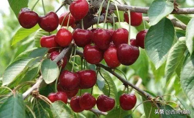 樱桃琥珀哪里可以免费看全集 7c28f6ba943d4c1bae9d83bbfdefd25f.jpeg