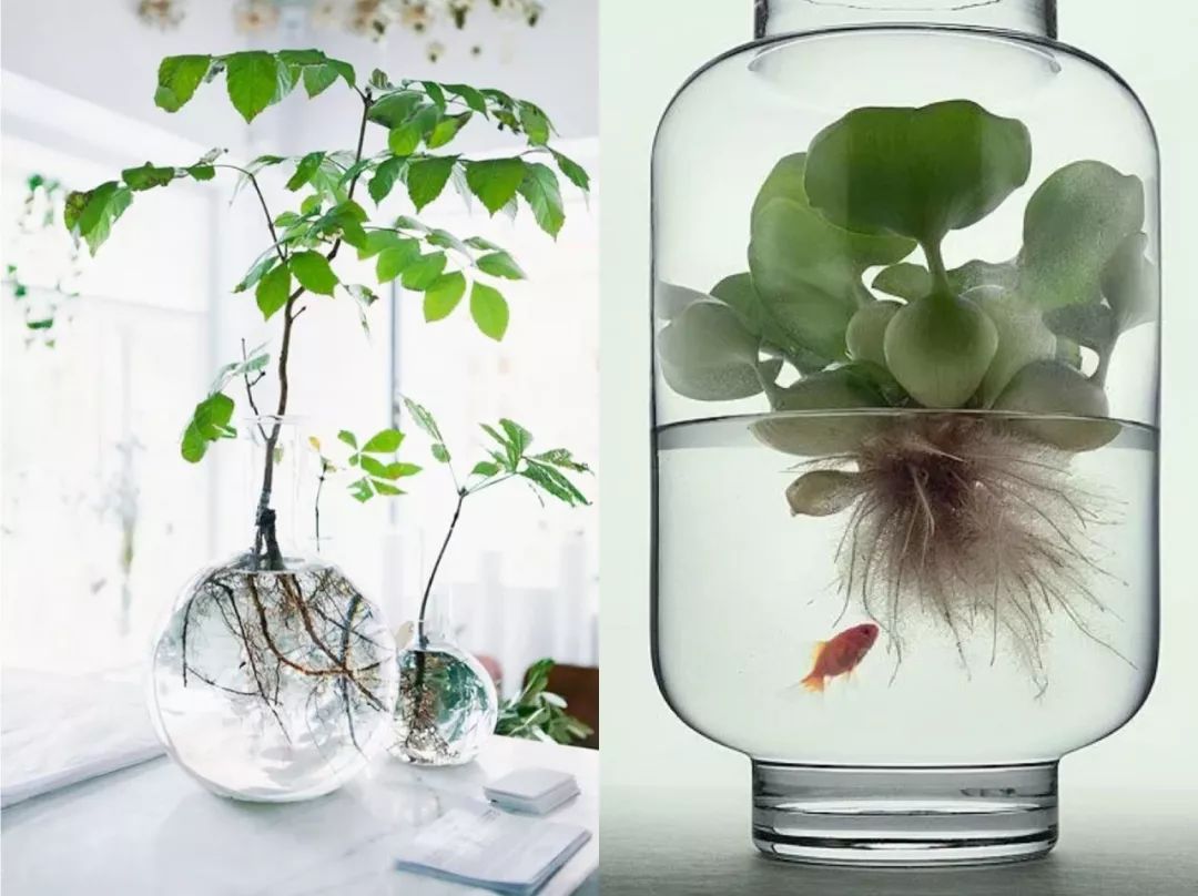 diy水培植物的种植锦囊