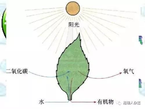 加水汽车的原理_一般是可以顶起一瓶量的油的!(2)