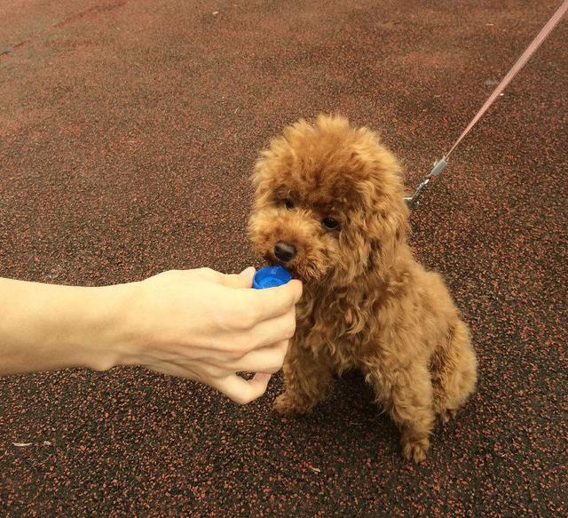 泰迪幼犬不喝水怎么办