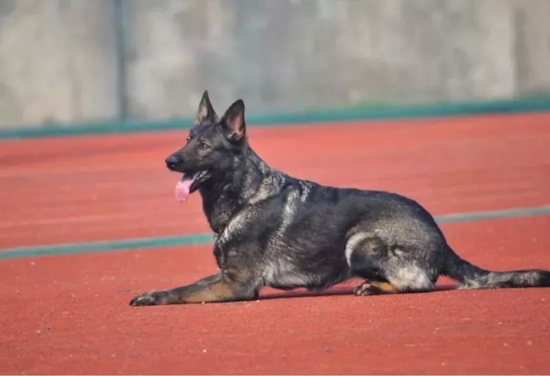 告诉过你不要养东德,你不听现在后悔了吗