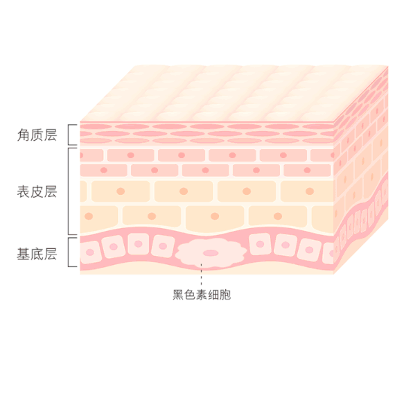 皮肤屏障,指皮脂膜,角质层;它们可以很好地帮助皮肤锁水,防御外界刺激