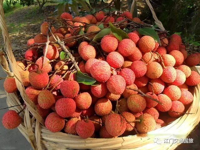 什么时候可以摘荔枝 8cac6f4166fd440eaf9375eeaa4fd05f.jpeg