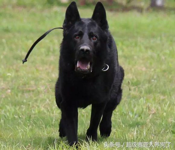 黑德牧,黑色德国牧羊犬,帅到没朋友