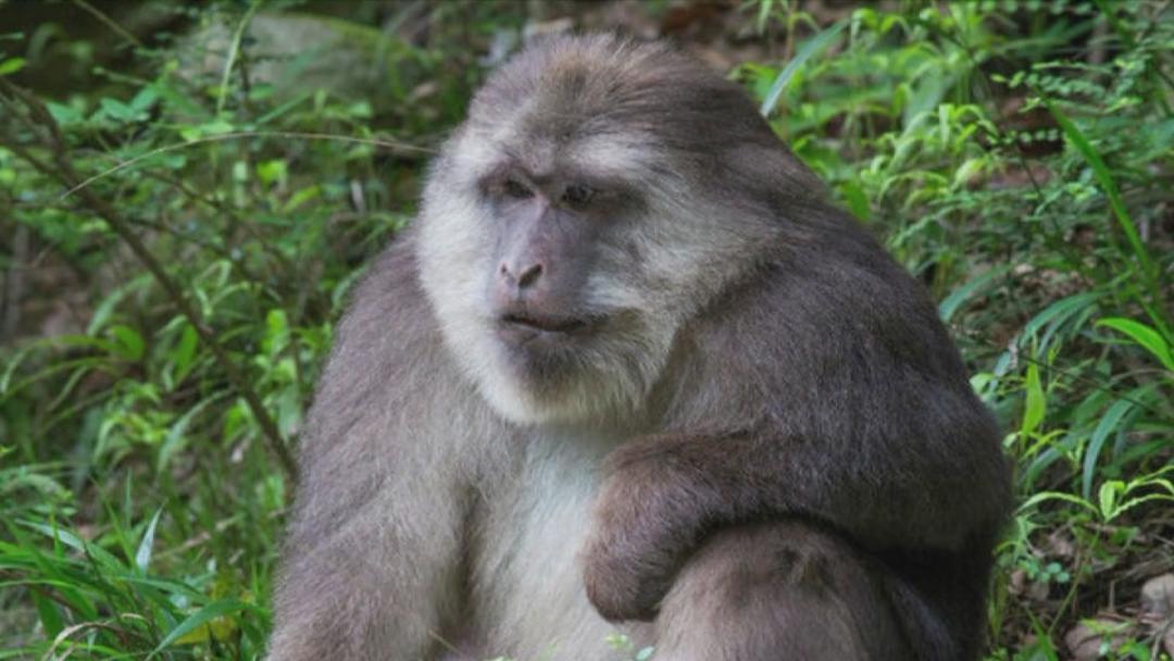 江山仙霞岭保护区发现国家二级保护动物臧酋猴