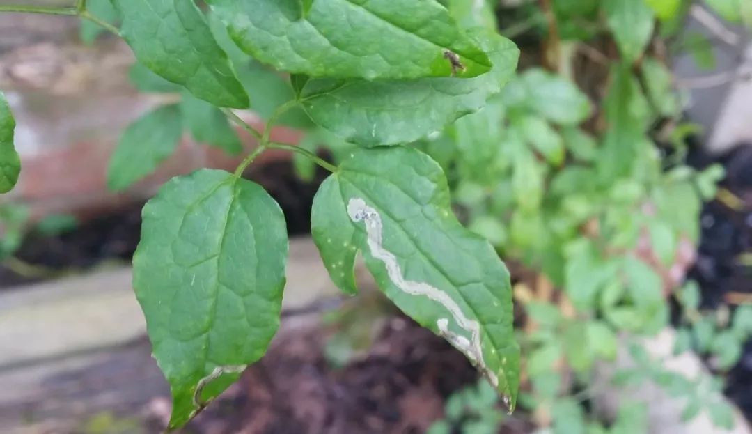 的是铁线莲对有机肥比较敏感,同时肥料太多容易引起植物烂根和白绢病