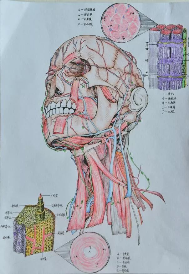 锦州医科大学专业绘画重磅来袭