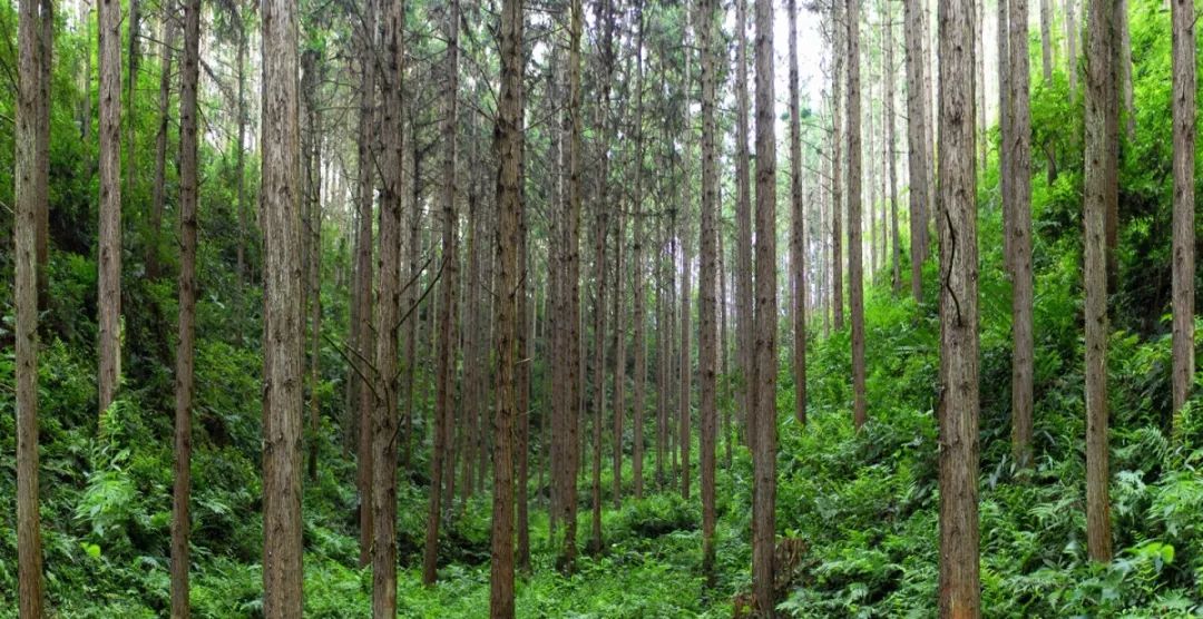 关于森林资源二类调查工作，你知道多少？