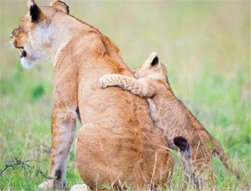 小獅子在媽媽的身上練習攀爬，姿勢略屌，母獅表情也真痛苦！ 未分類 第1張