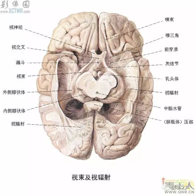 最全神经系统解剖图!