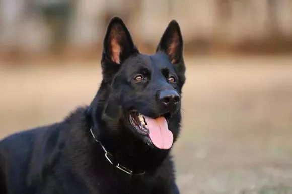 告诉过你不要养东德,你不听现在后悔了吗