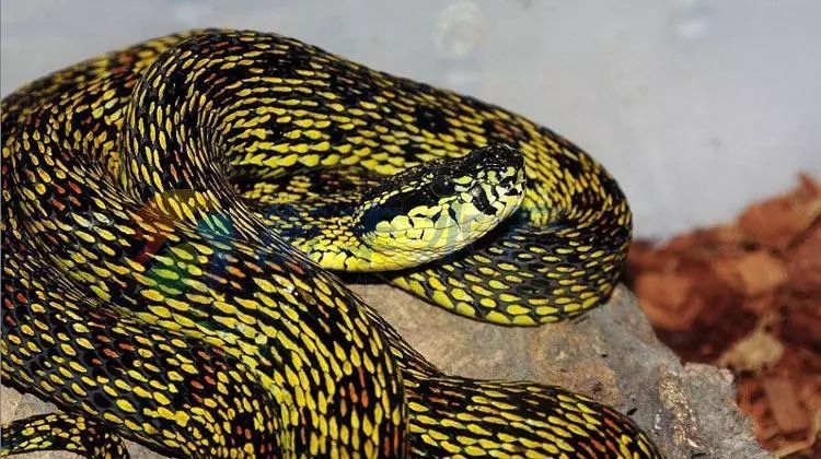 夫妻同梦，蛇的意象与情感纠葛——解析一个抓到蛇跑了一个被蛇咬的梦境