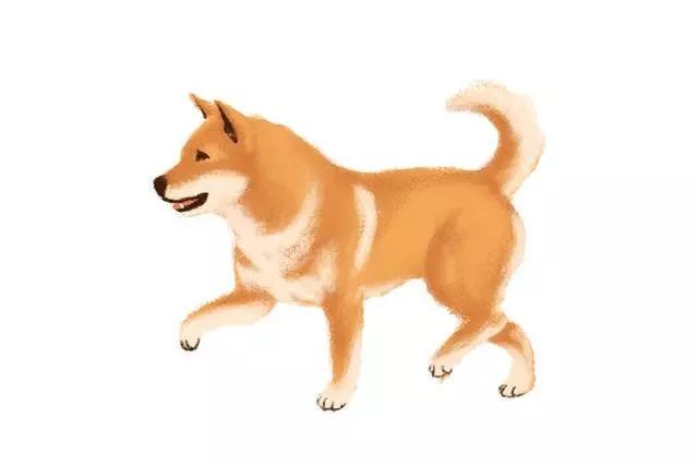 好一点的中华田园犬品种 b79f420c61b148c581a7acee13fd7182.jpeg