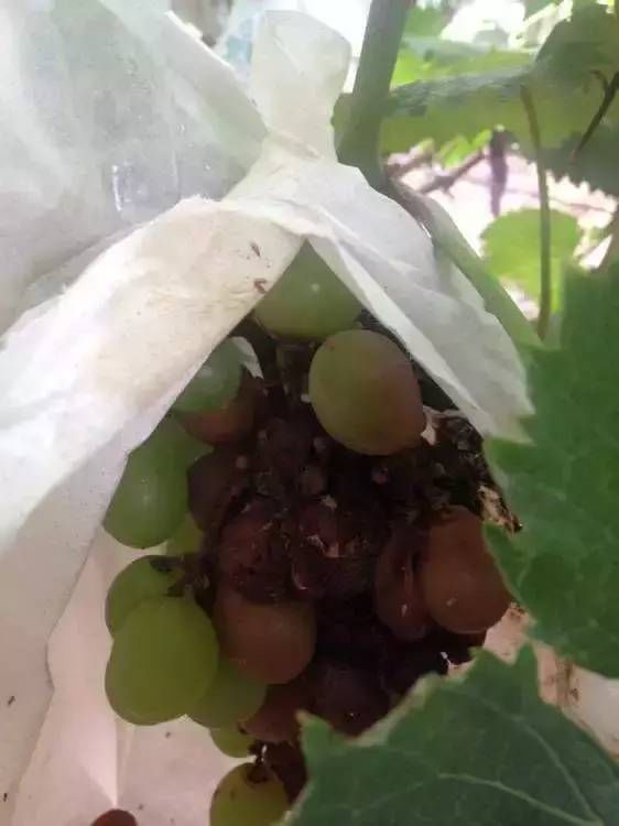 前方高能葡萄种植你得认识这14种害虫