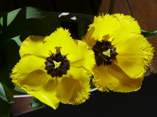 6月初爱情运和桃花运齐飞,结为同林鸟,不做分飞燕的生肖! og东方馆的首页