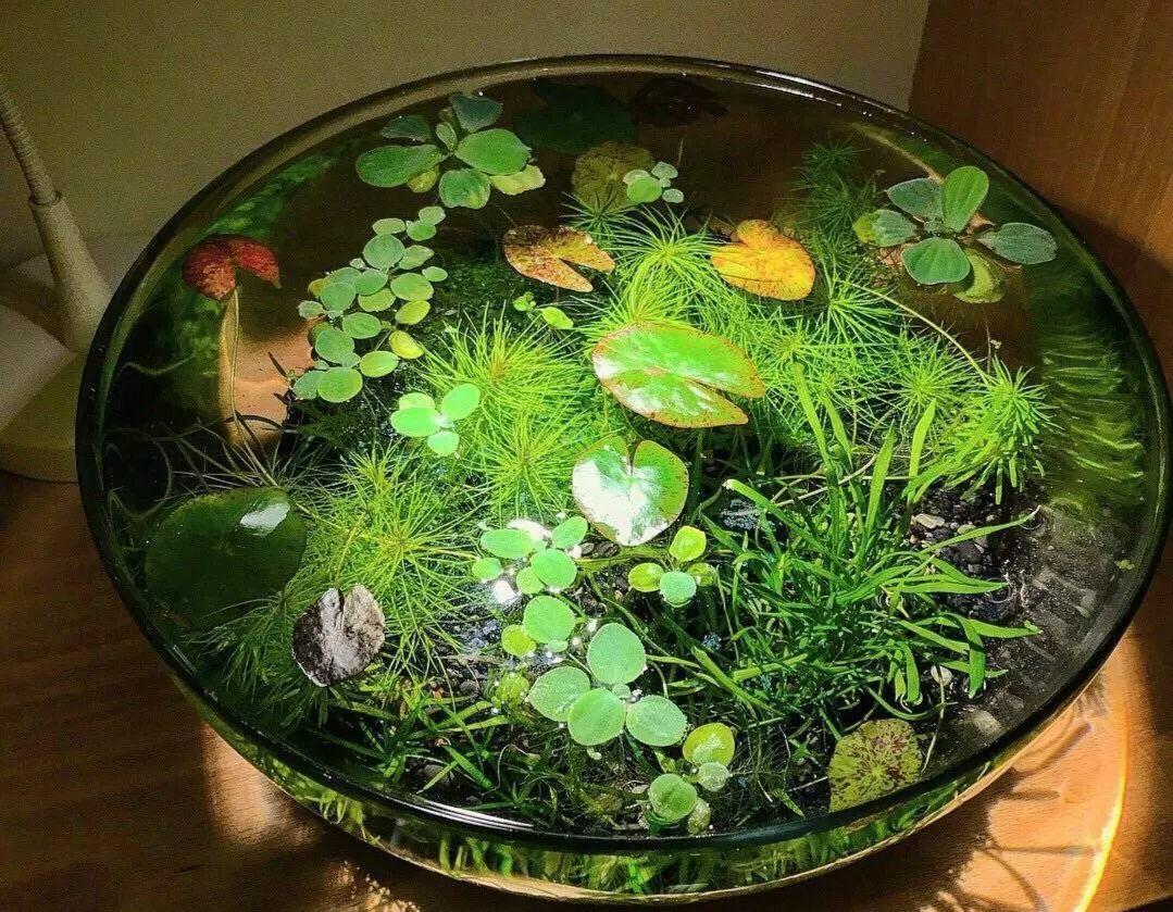 夏天找个大水缸种莲花养金鱼看着就凉快