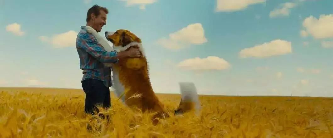 【即将上映】治愈电影《一条狗的使命2》