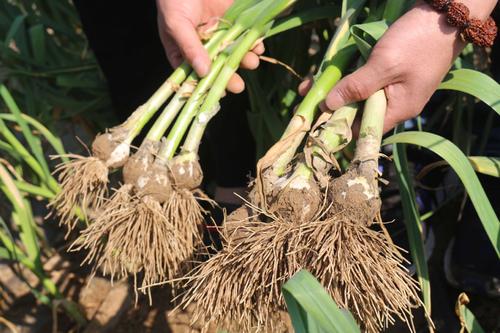 怎么种大蒜最合适 cbc2d53b88394ec4b731b91cbfd5141c.jpeg