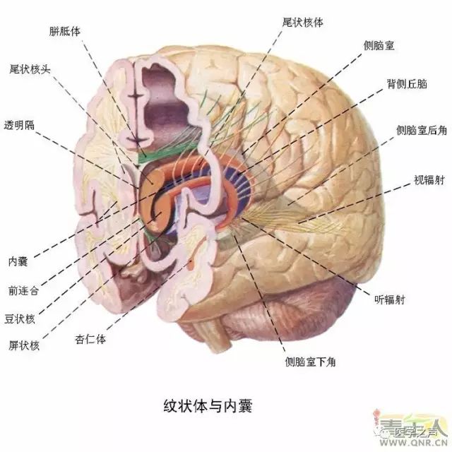 医学生收好!最全神经系统解剖图!