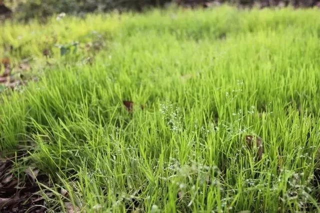 高鼎《村居》 草树知春不久归,百般红紫斗芳菲.