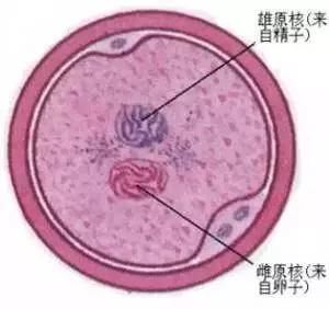 为何“精子”和“卵子”会结合会失败？到底是谁的错....