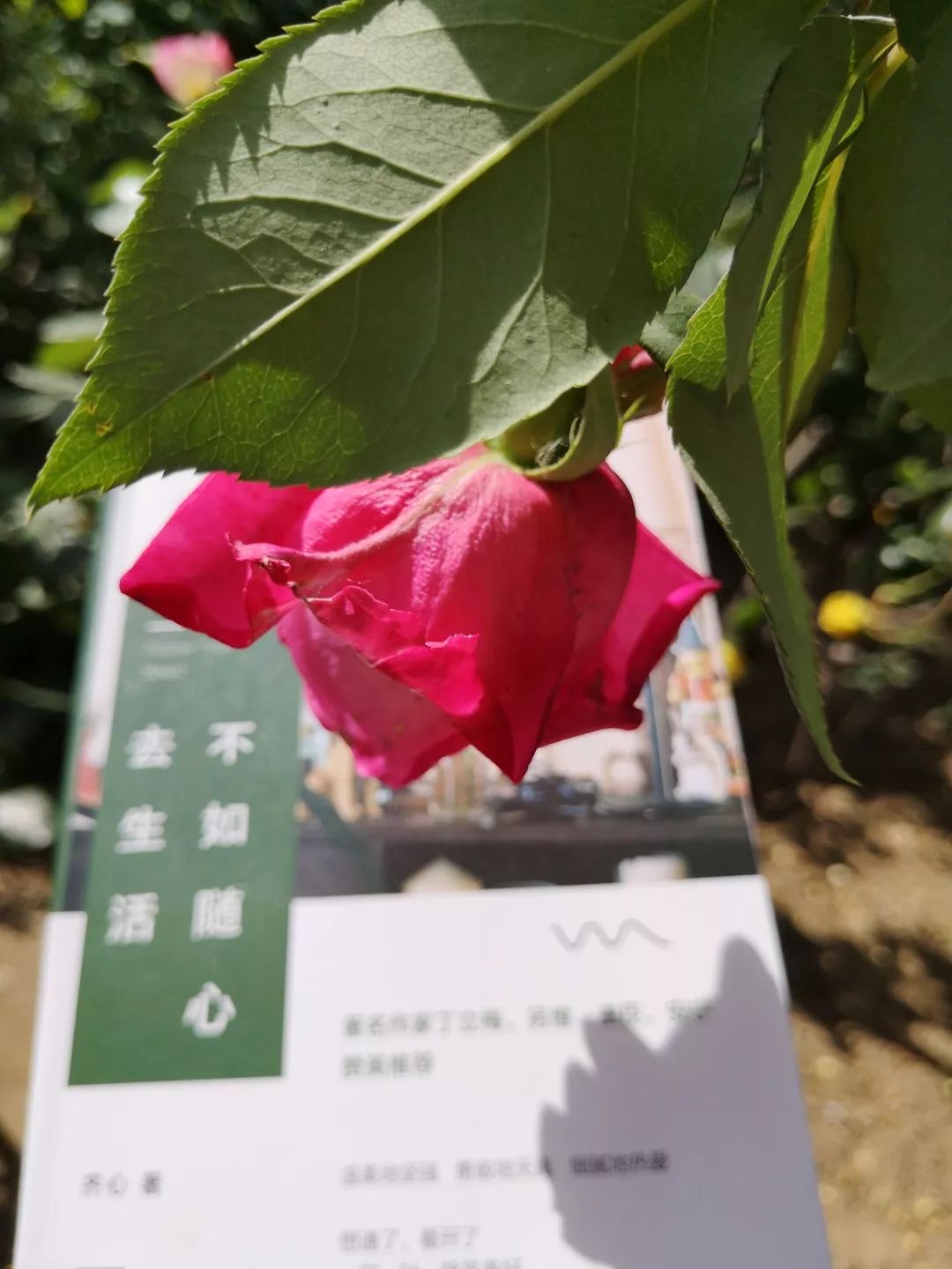 已经见到；我没感受到的温柔，她已经感受到。还不是因为她遇见了你们！不如随心去生活花丛里路灯下她像我的