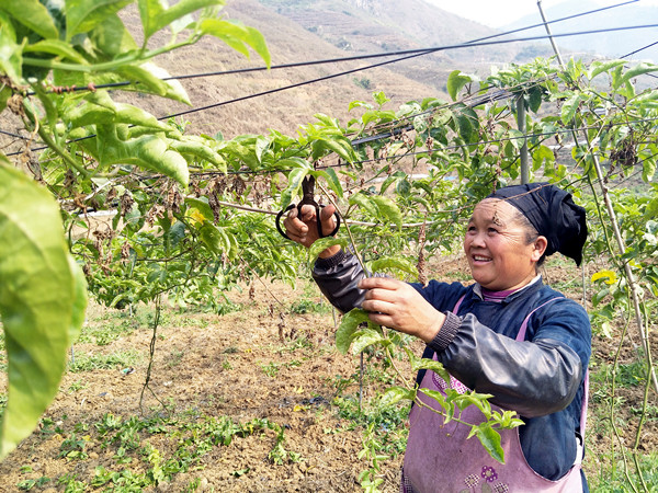 安谷乡前进村特色产业铺就群众脱贫致富路