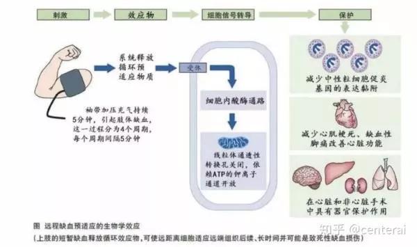 臂式电子血压计预适应训练仪